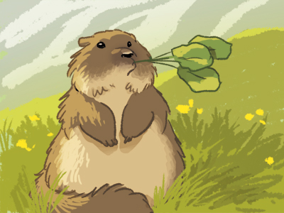 Pack marmotte