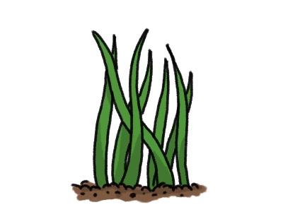 Pack Herbe