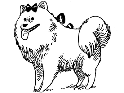 Pack Bichon Soyeux