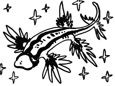 Pack Sexy Nudibranche